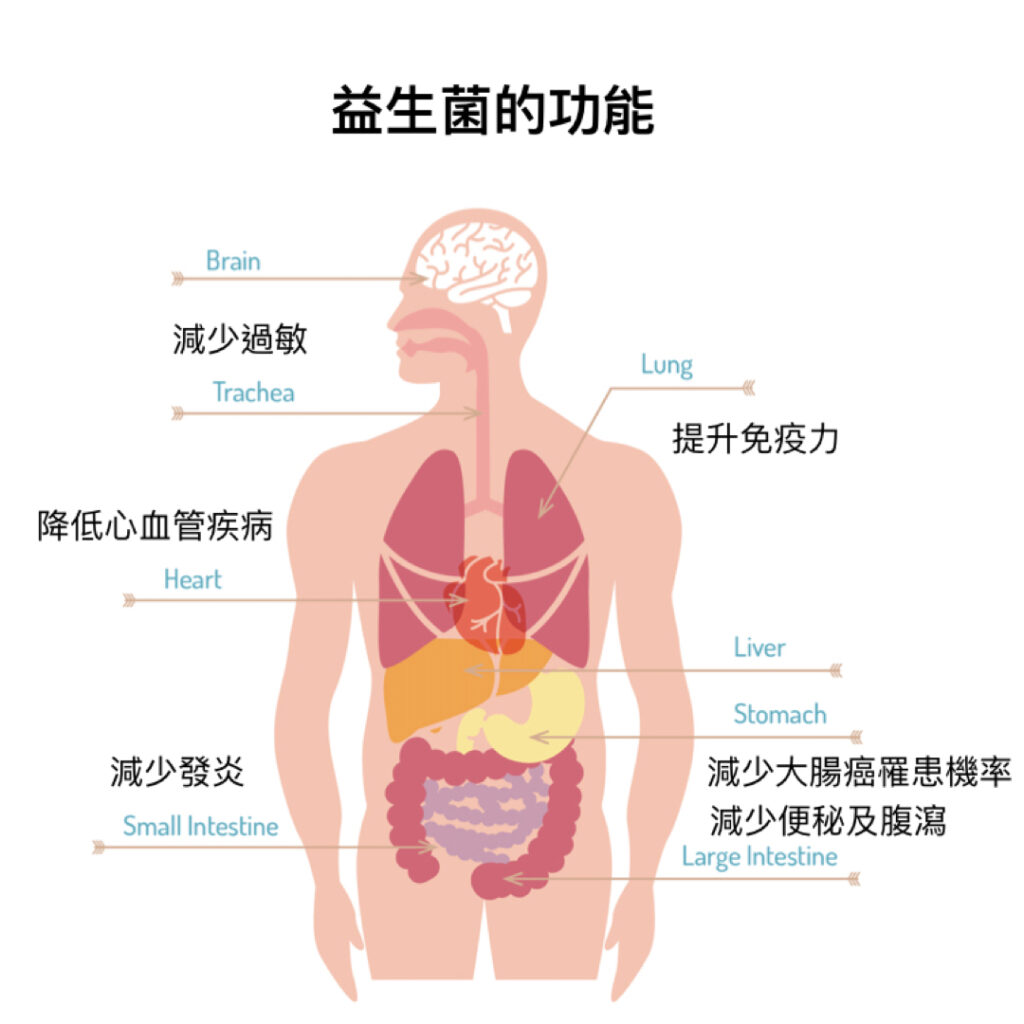 益生菌的功能